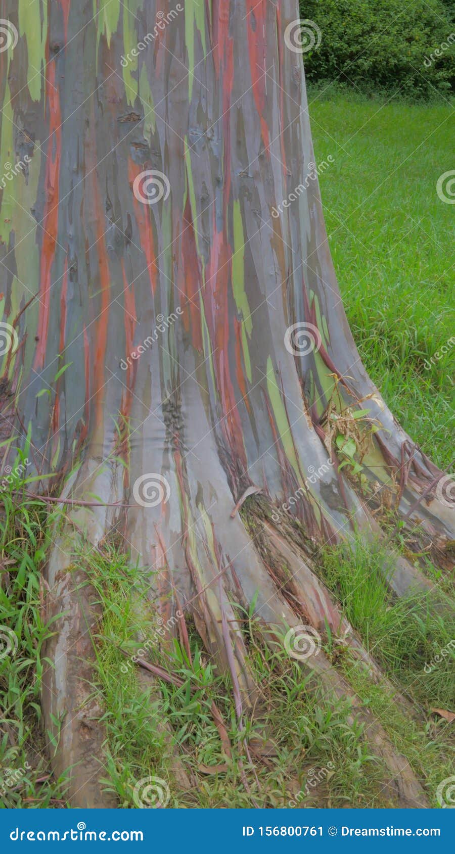Rainbow Eucalyptus Tree in Kauai Hawaii Stockbild Bild von baum