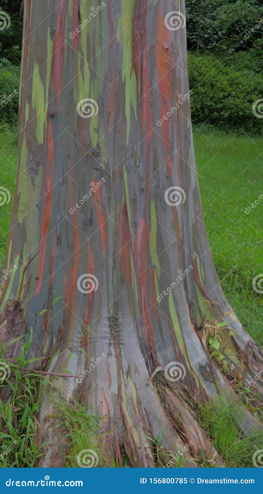 Rainbow Eucalyptus Tree in Kauai Hawaii Stockbild Bild von bäume