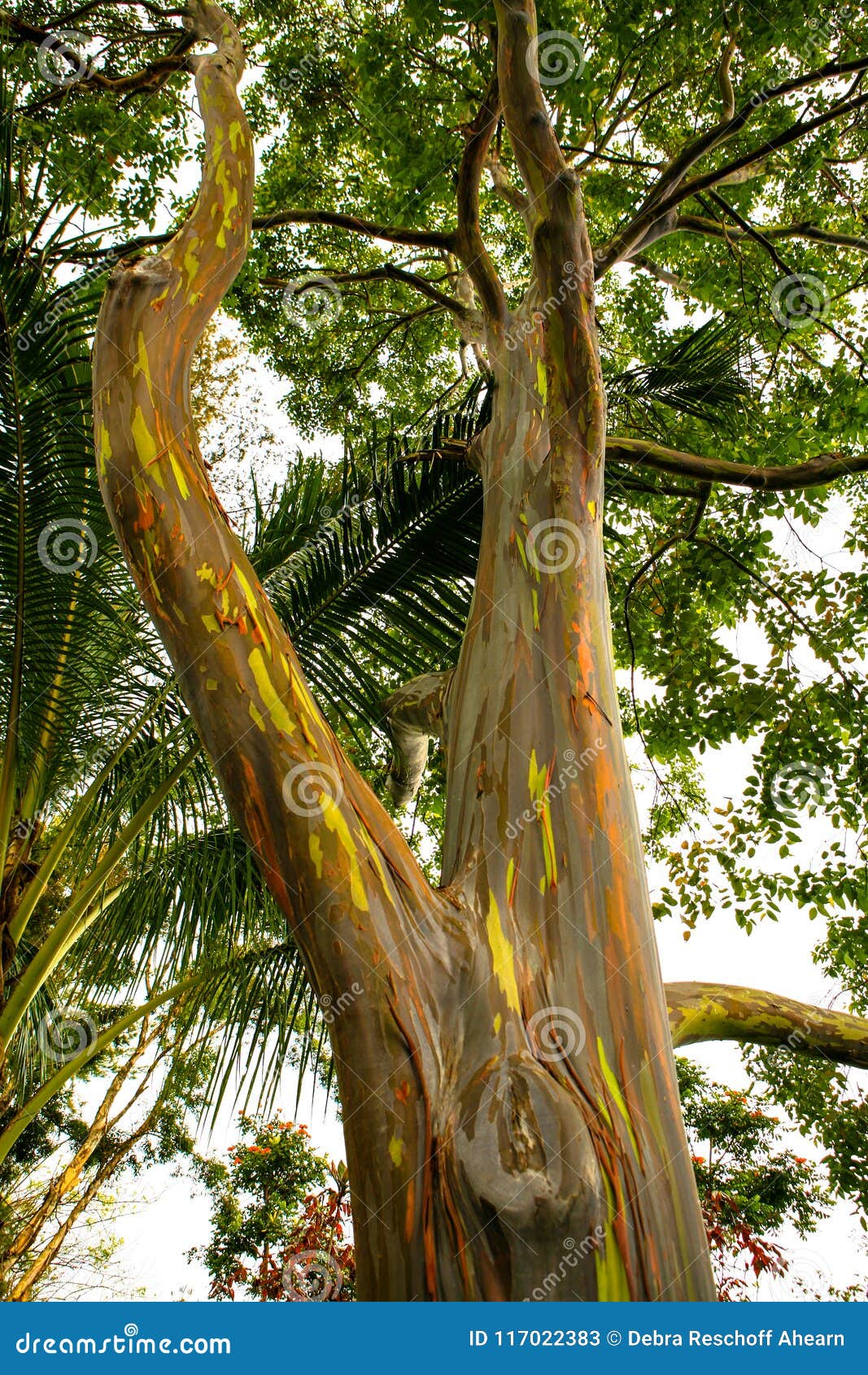 rainbow eucalyptus trees maui hawaiian islands stock image image