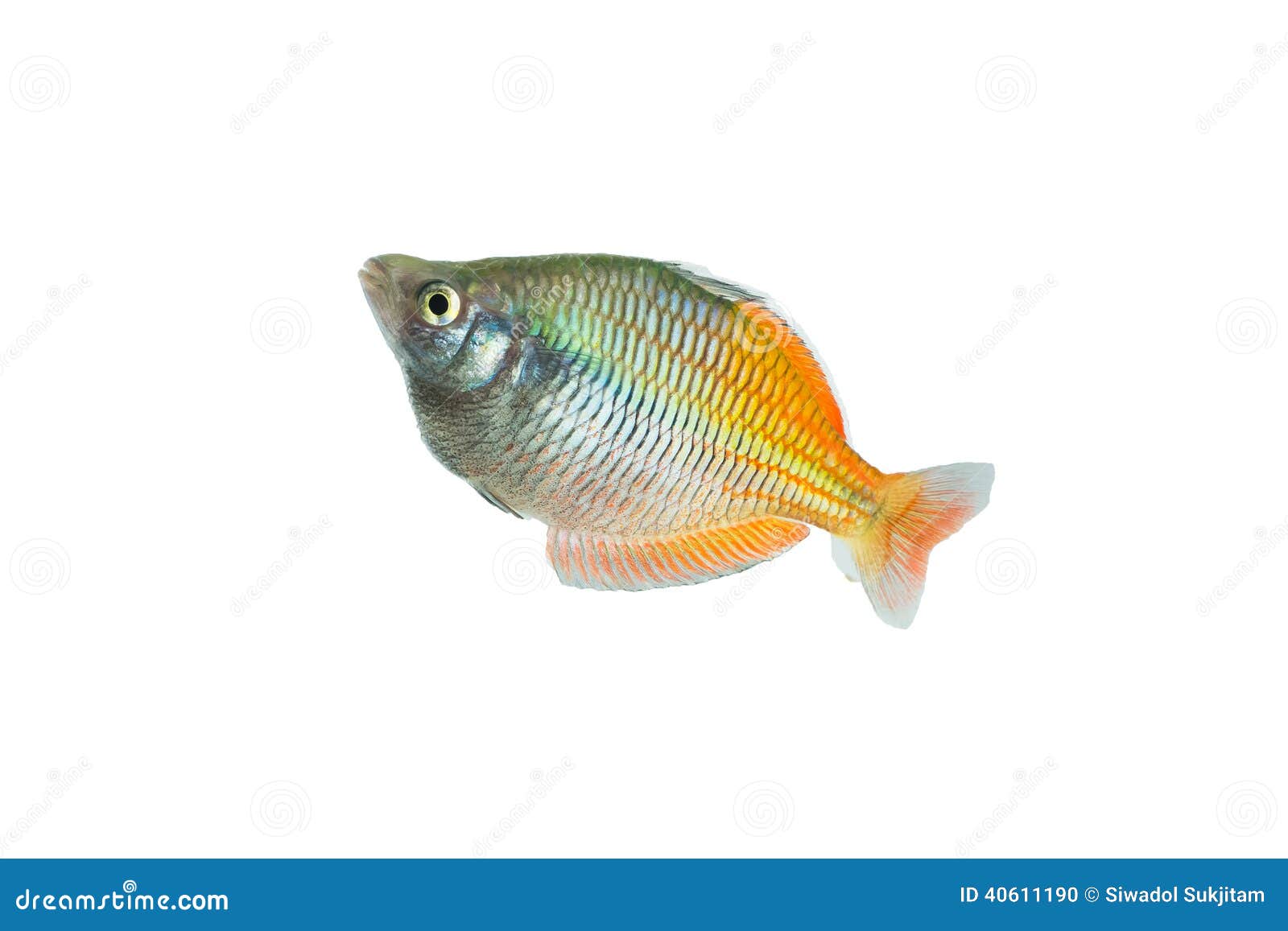 Rainbow fish stock photo. Image of rainbow, colorful 40611190