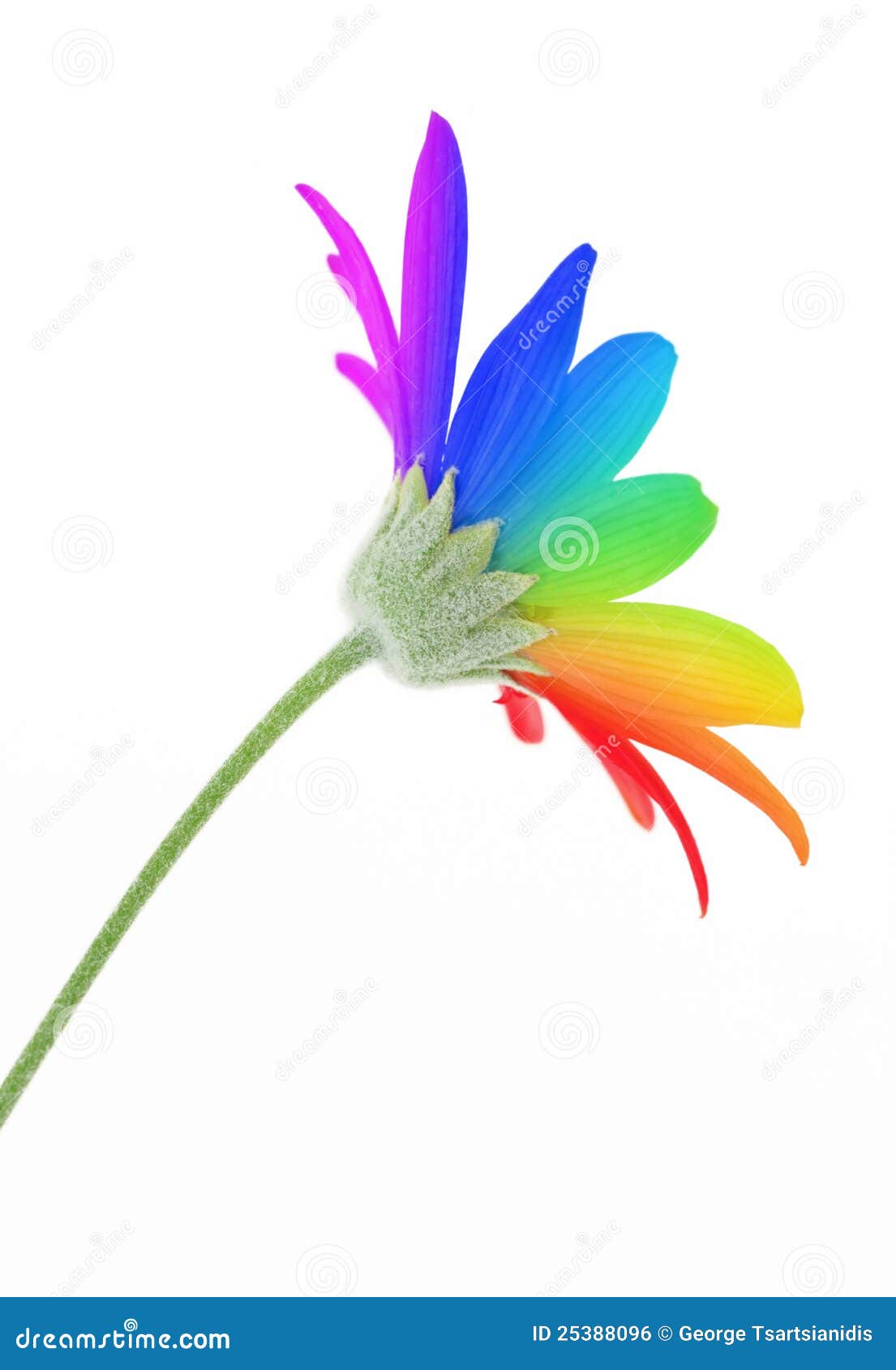 Rainbow flower stock photo. Image of abstract, nature 25388096