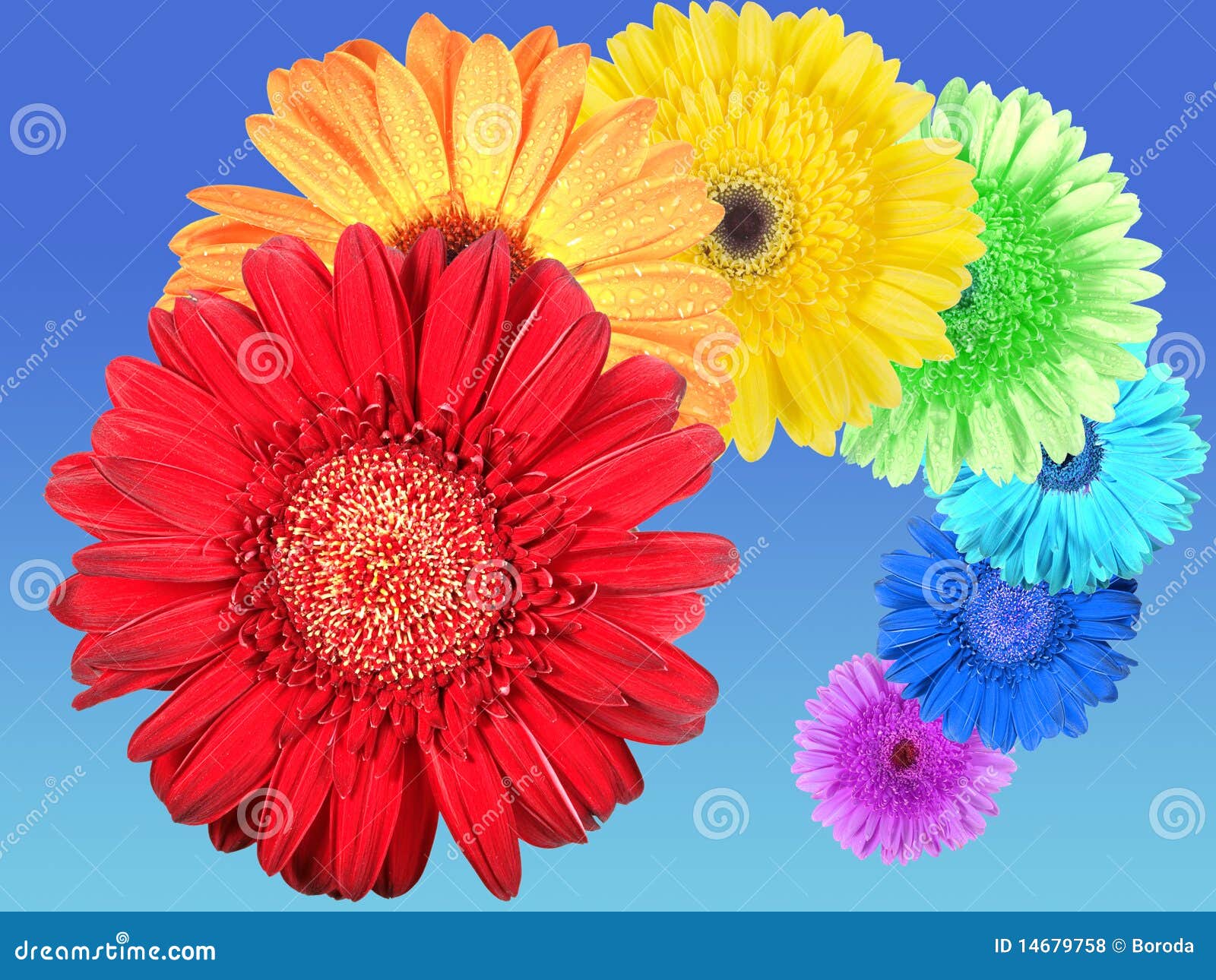 Rainbow of flowers stock photo. Image of idyllic, macro 14679758