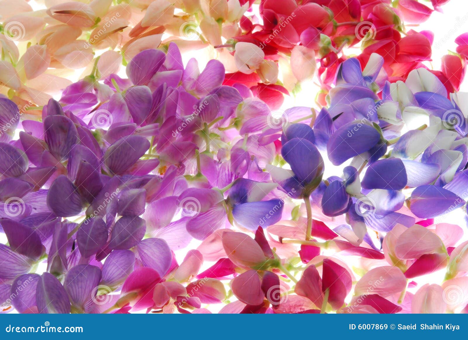 Rainbow of flowers stock image. Image of natural, abstract 6007869