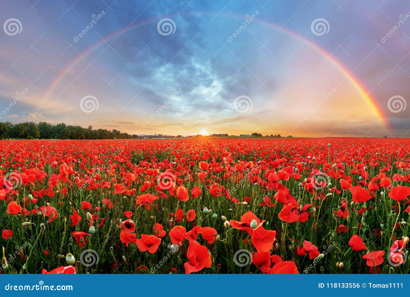 rainbow landscape over poppy field