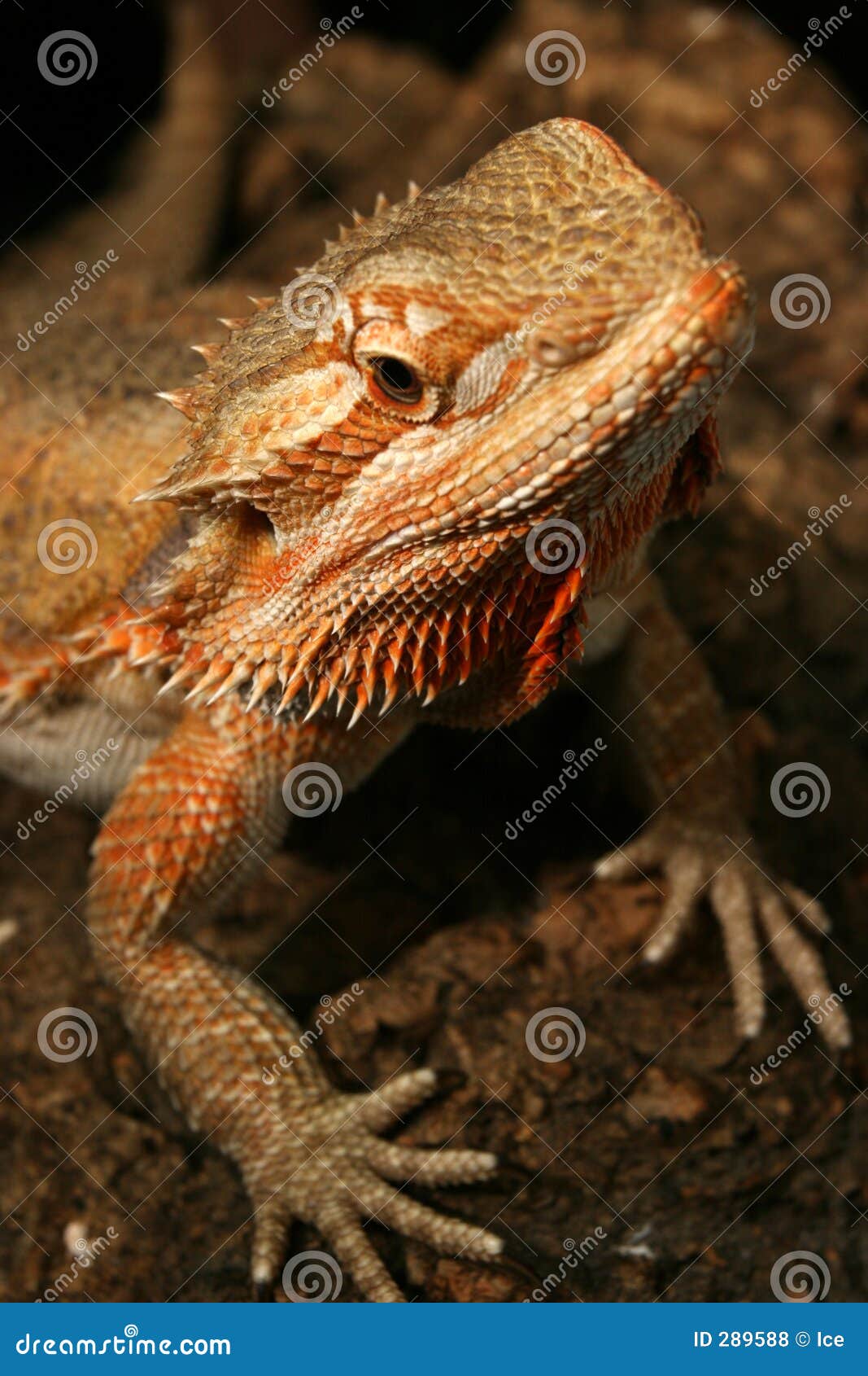 Rainbow Lizard stock photo. Image of nature, danger, lisard 289588