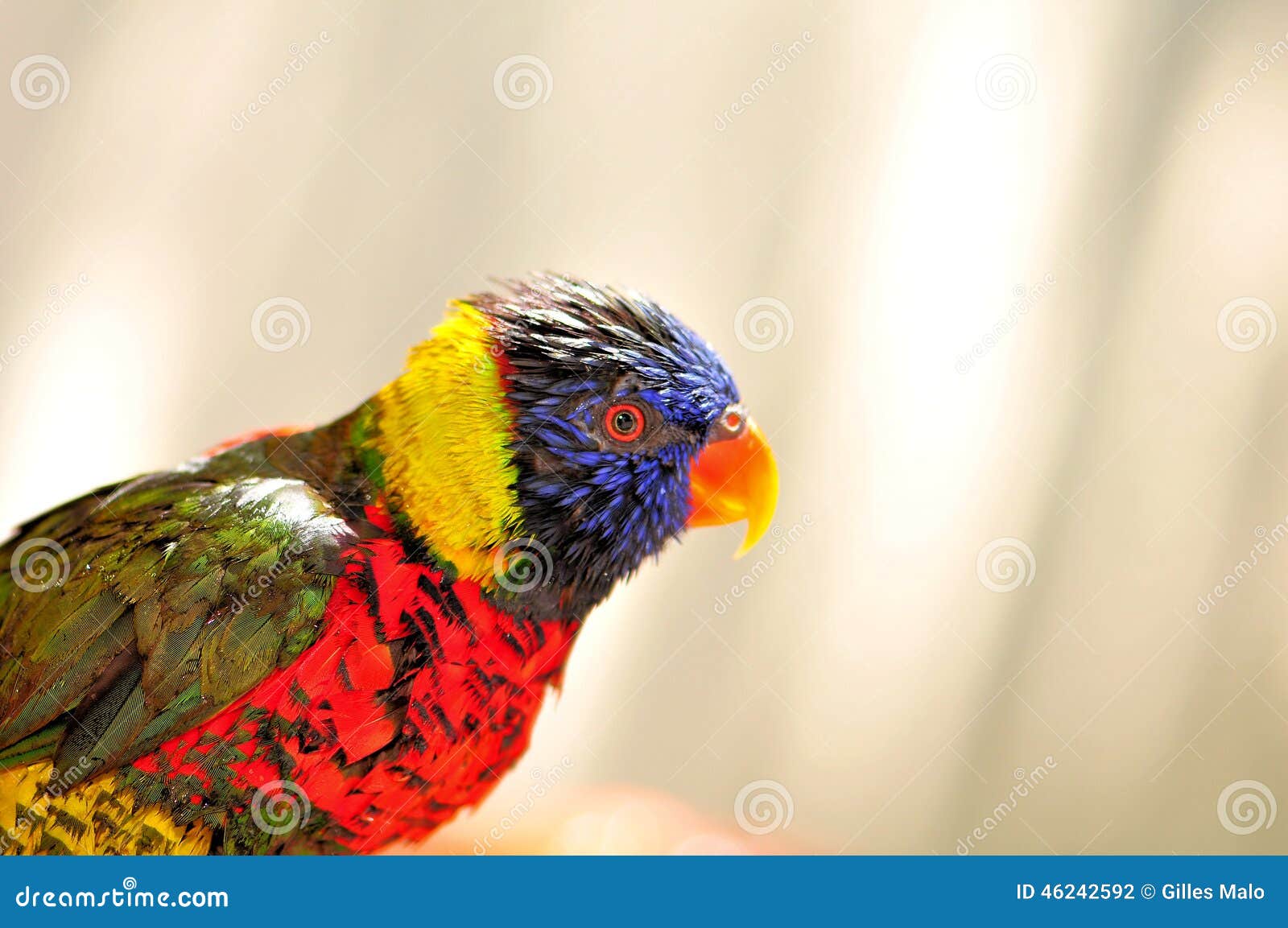 rainbow lorikeet bird in aviary, south florida