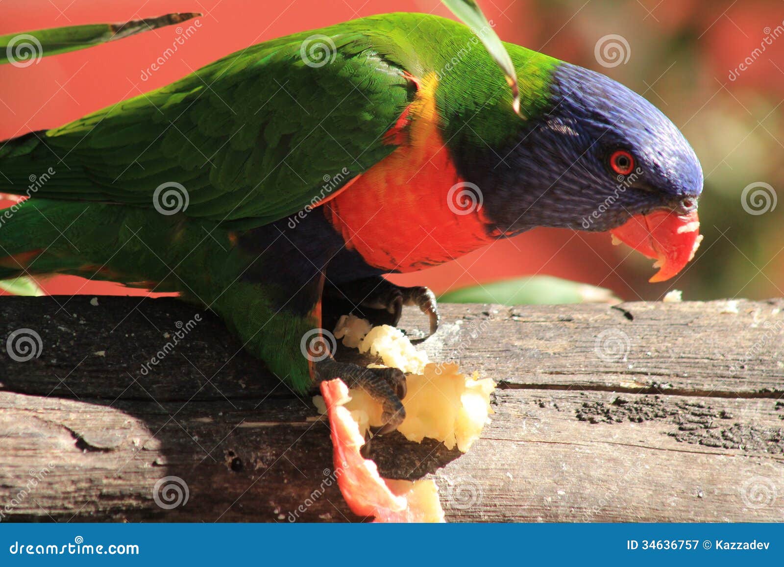 Rainbow Lorikeet Eating stock image. Image of feathers 34636757