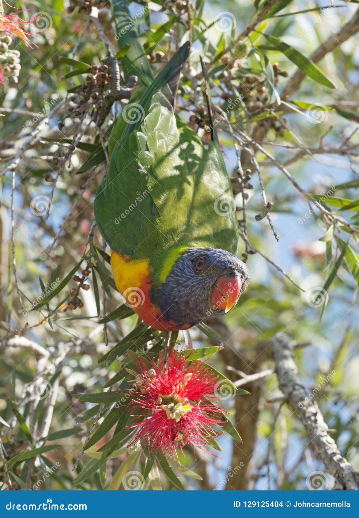 lorikeet feeding