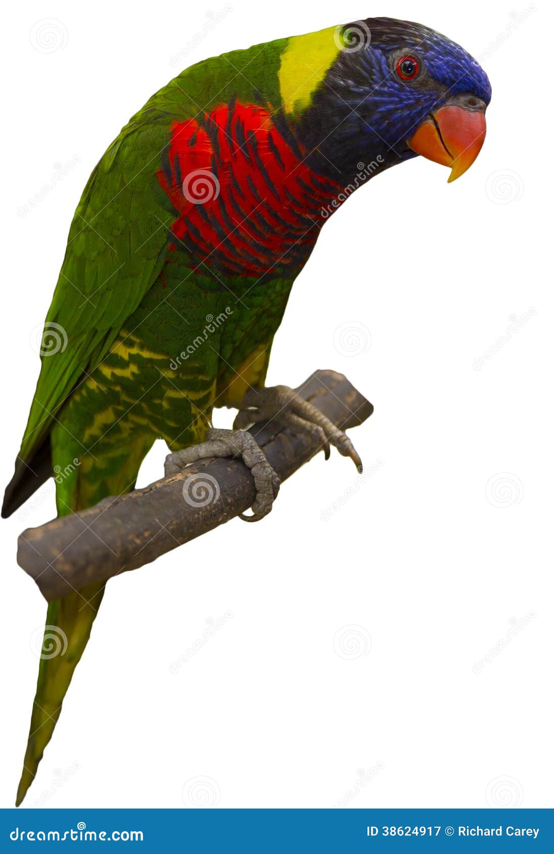 Rainbow Lorikeet stock image. Image of australia, wildlife 38624917