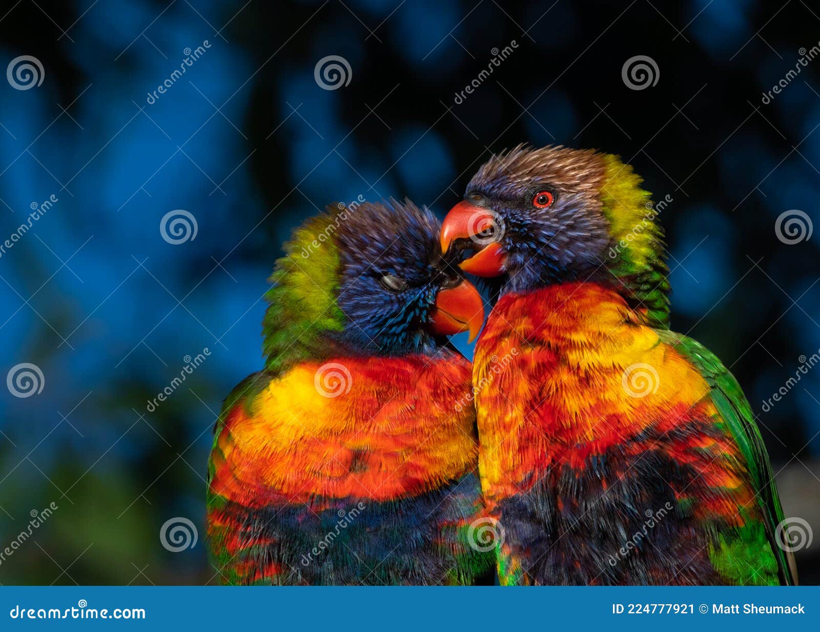 Rainbow Lorikeet Parrot Babies Stock Image Image of beak, preening
