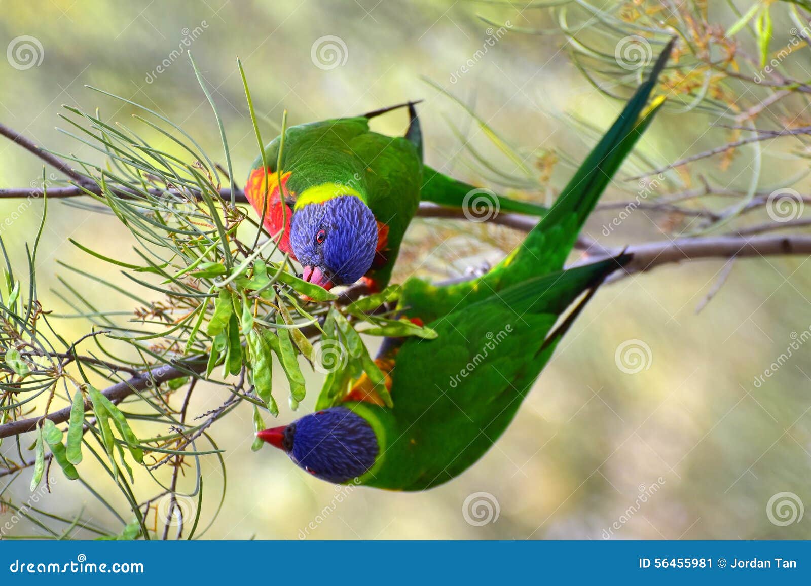 lorikeet diet