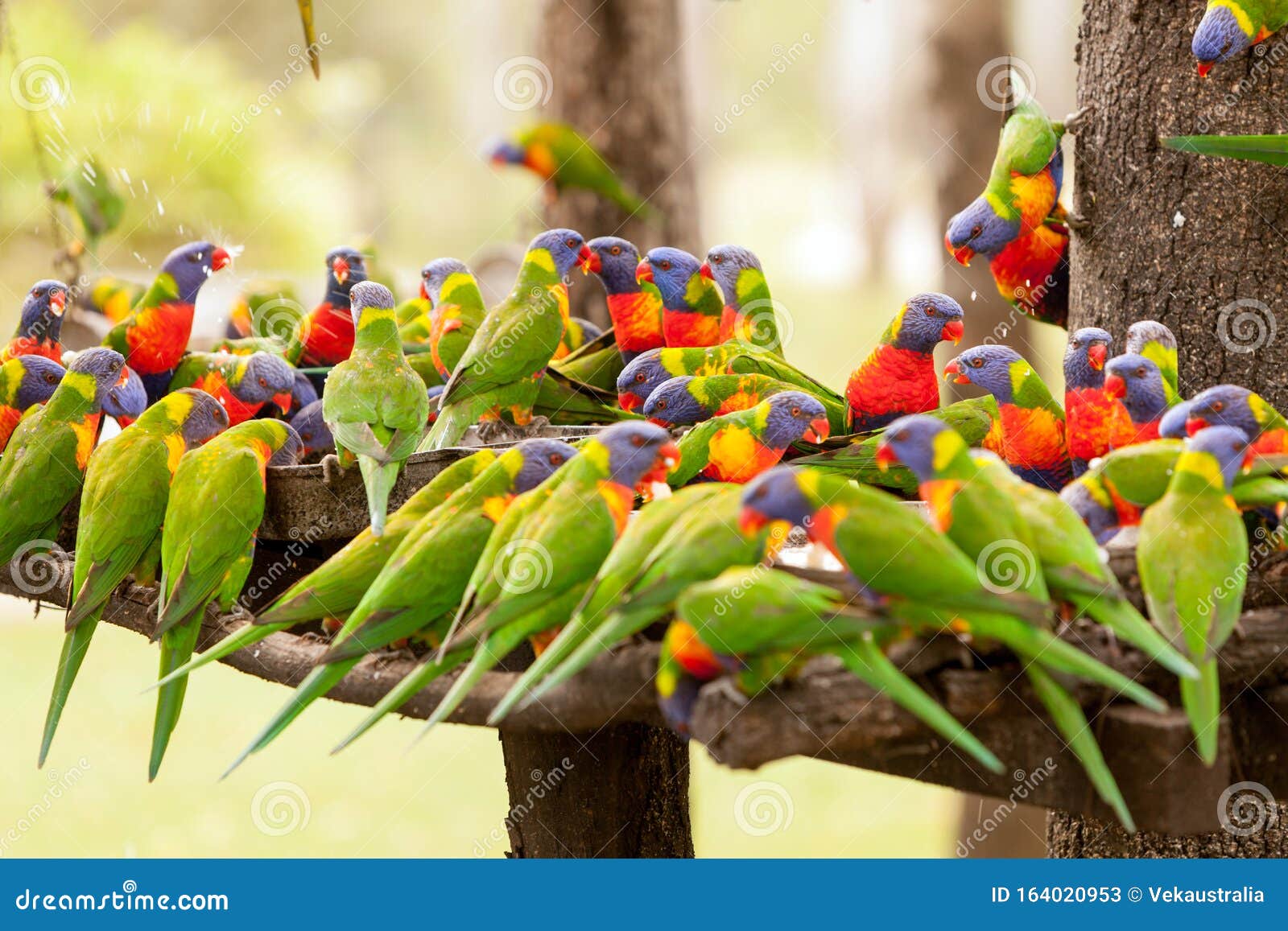 lorikeet feeding
