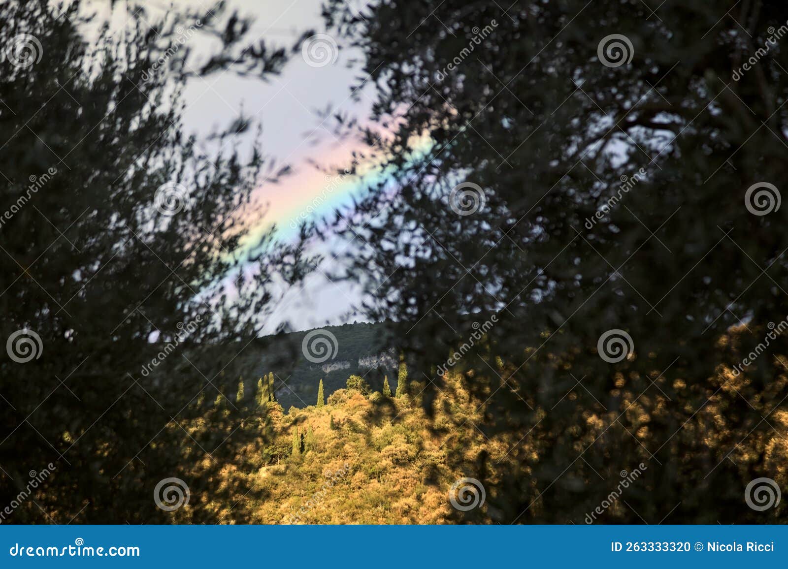 Rainbow Over a Mountain Ridge and a Olive Tree Grove at Sunset Stock Photo Image of cascade
