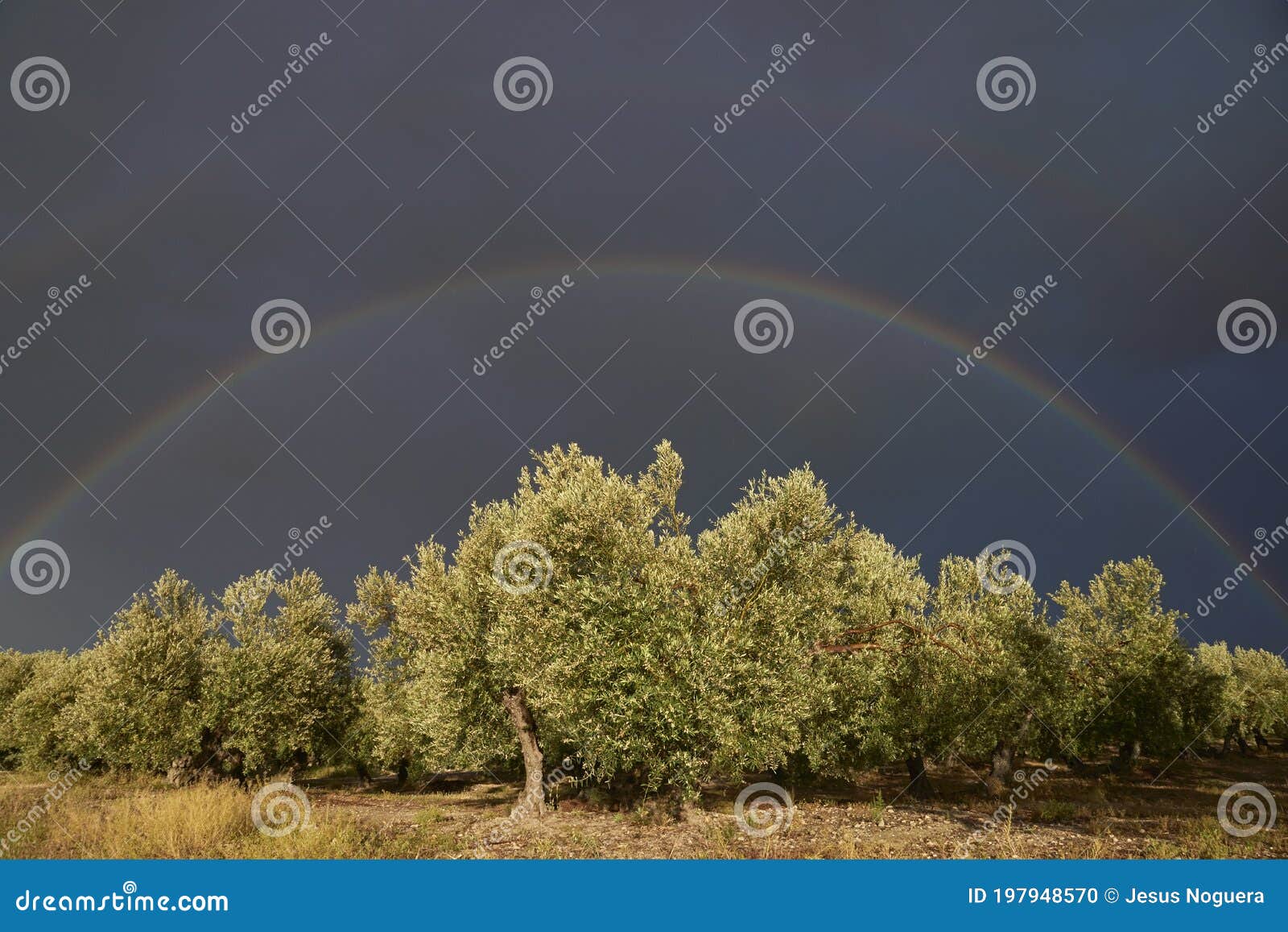 rainbow over an olive grove in estepa. andalusia, seville