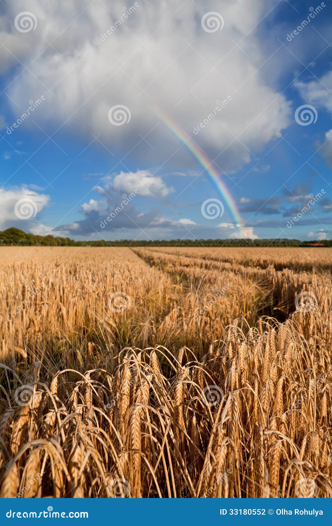 Rainbow Over Wheat Field after Rain Stock Photo - Image of rain, golden