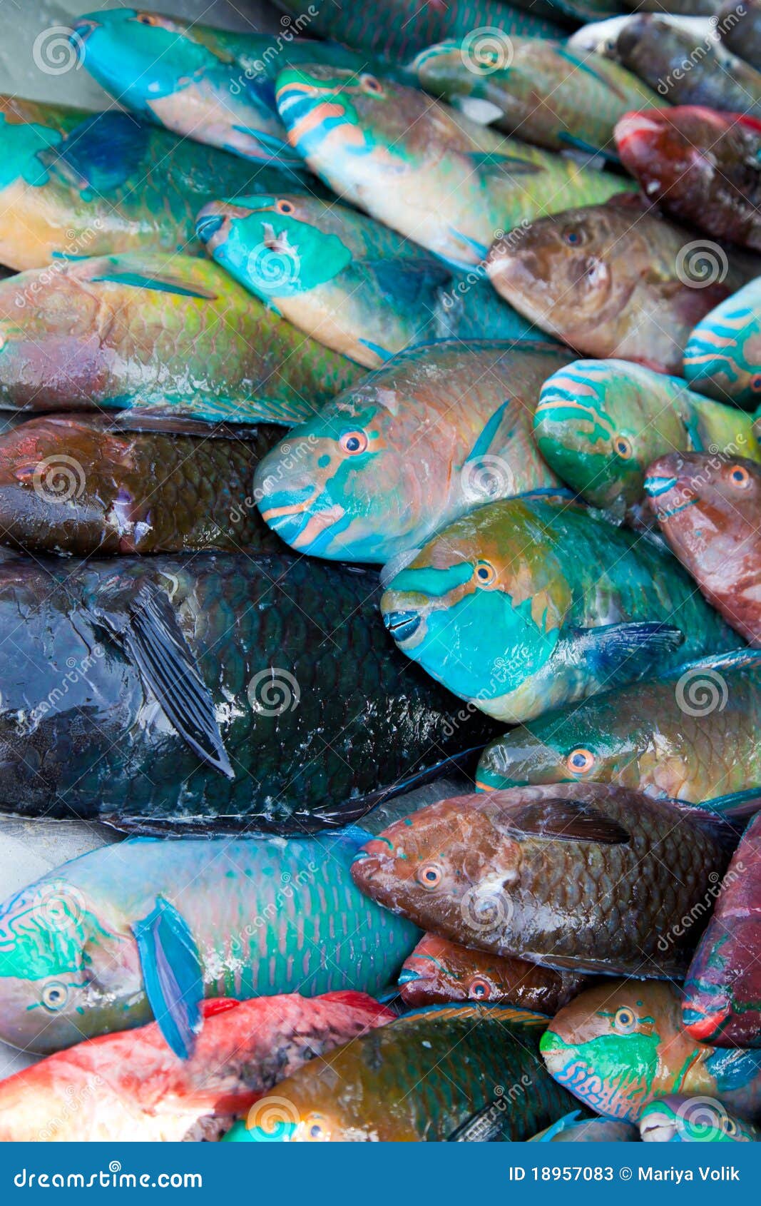Rainbow Parrot Fish on Stock Stock Image Image of rainbow, fish 18957083