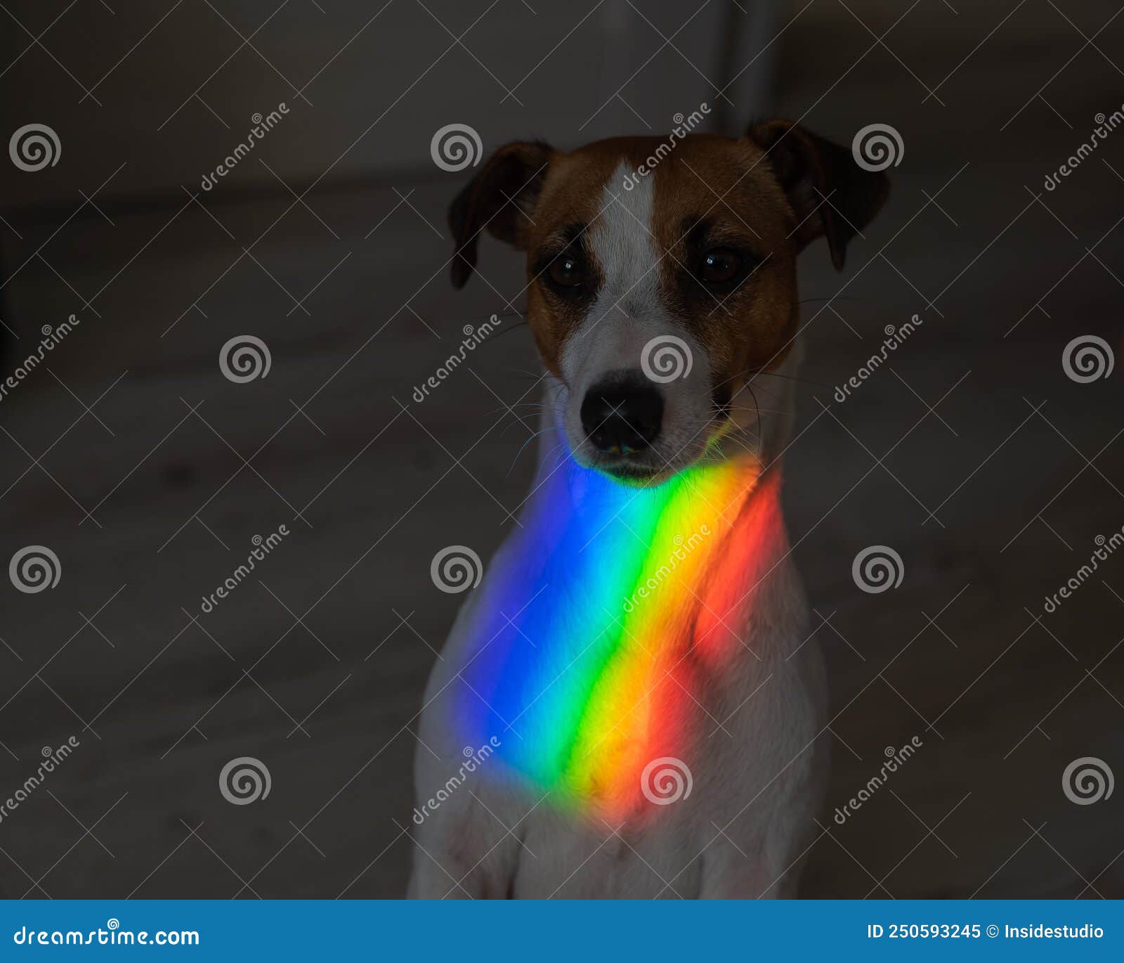 Rainbow Rays on the Muzzle of a Jack Russell Terrier Dog. Stock Image