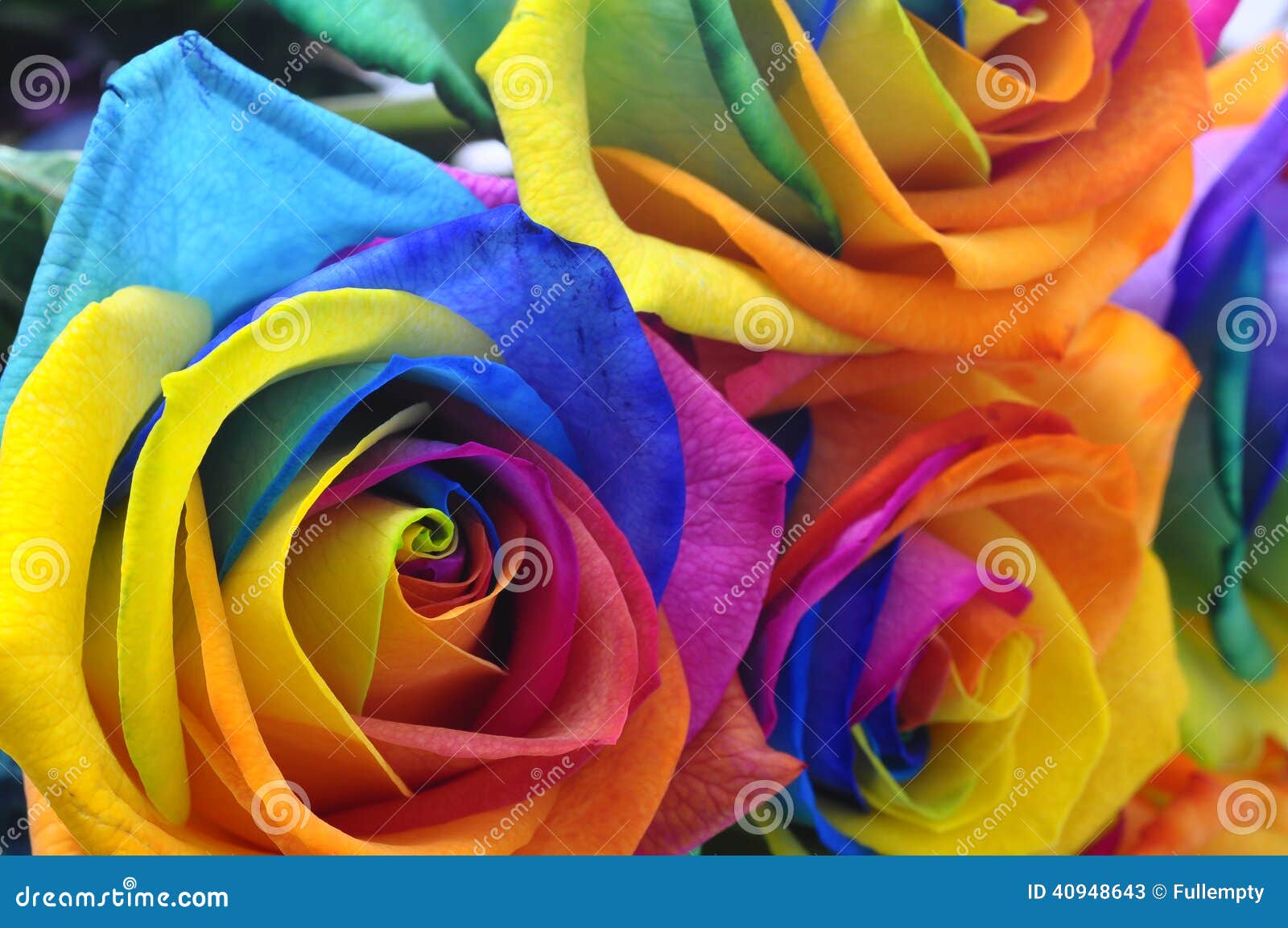 Rainbow Rose or Happy Flower Stock Image Image of colors, romantic