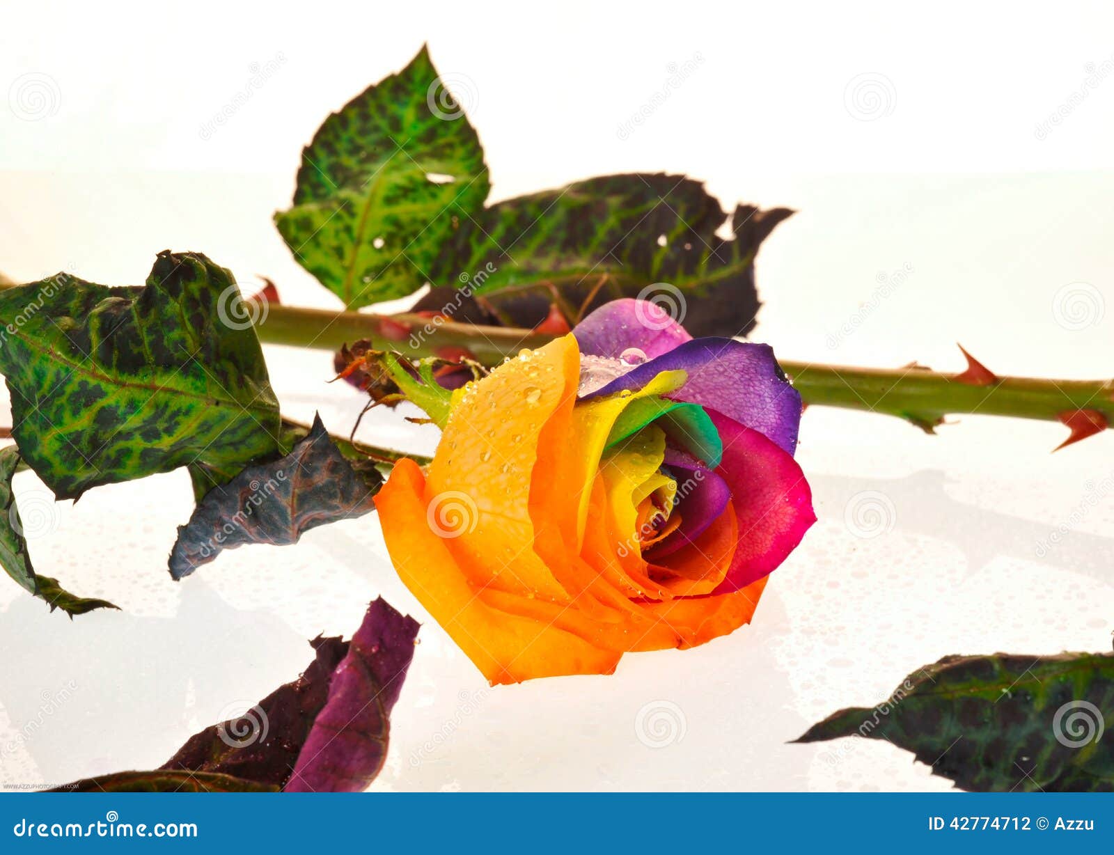 Rainbow rose stock photo. Image of flower, yellow, floristry 42774712