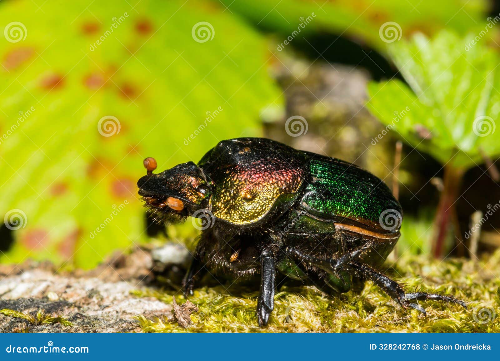 rainbow scarab - phanaeus vindex