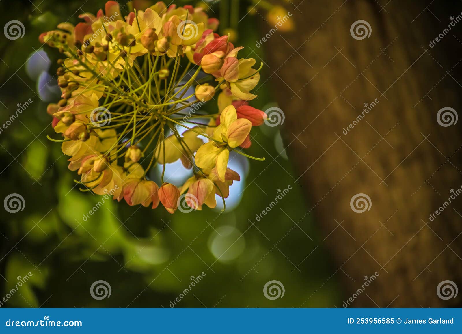 Rainbow Shower blooms stock image. Image of javanica 253956585