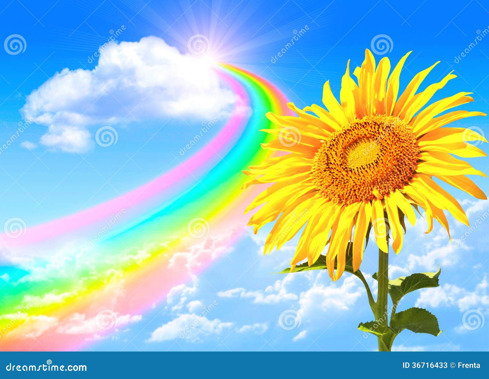 Rainbow and sunflower stock illustration. Illustration of contrast