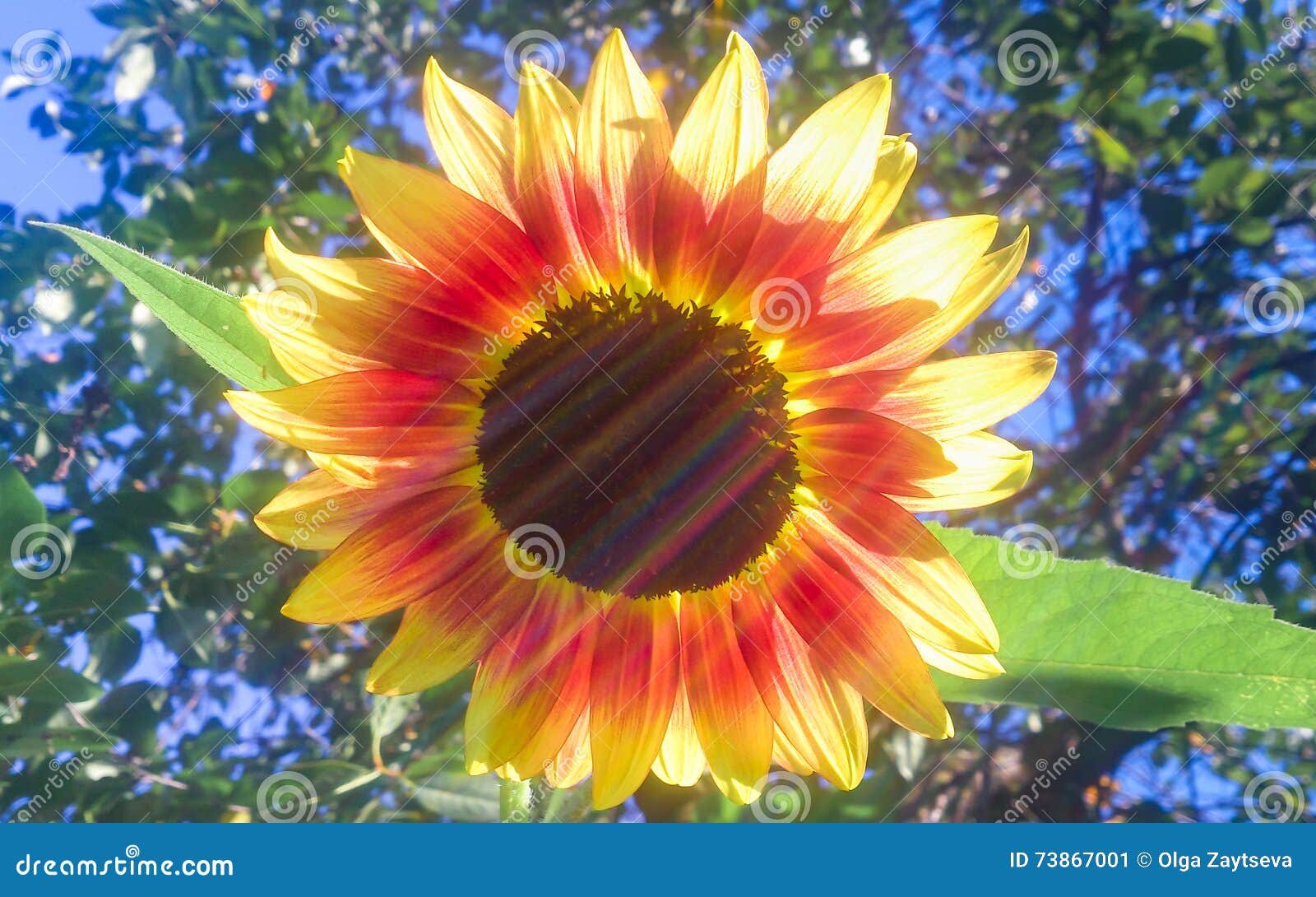 Rainbow on the sunflower stock image. Image of background 73867001