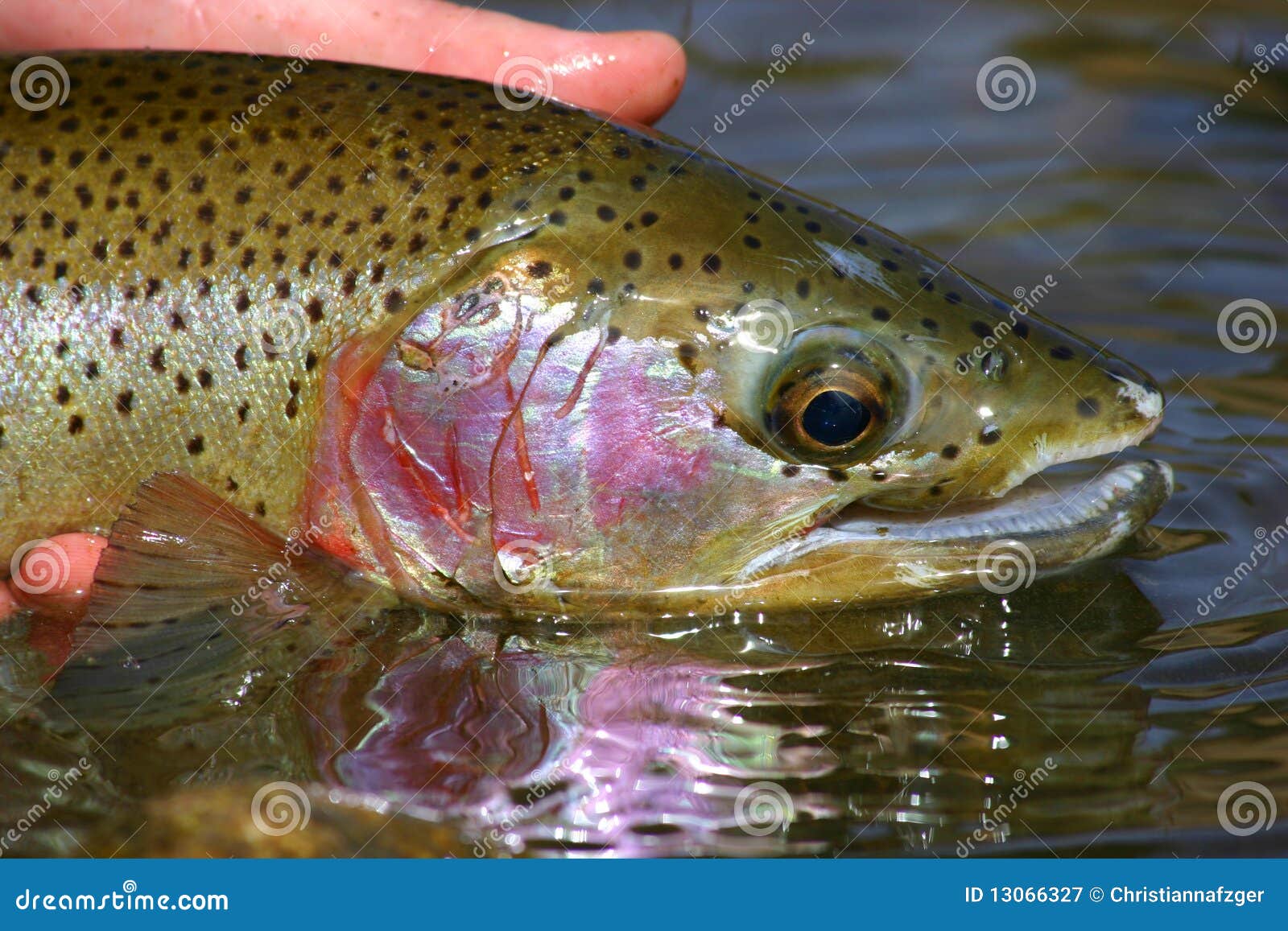 rainbow trout