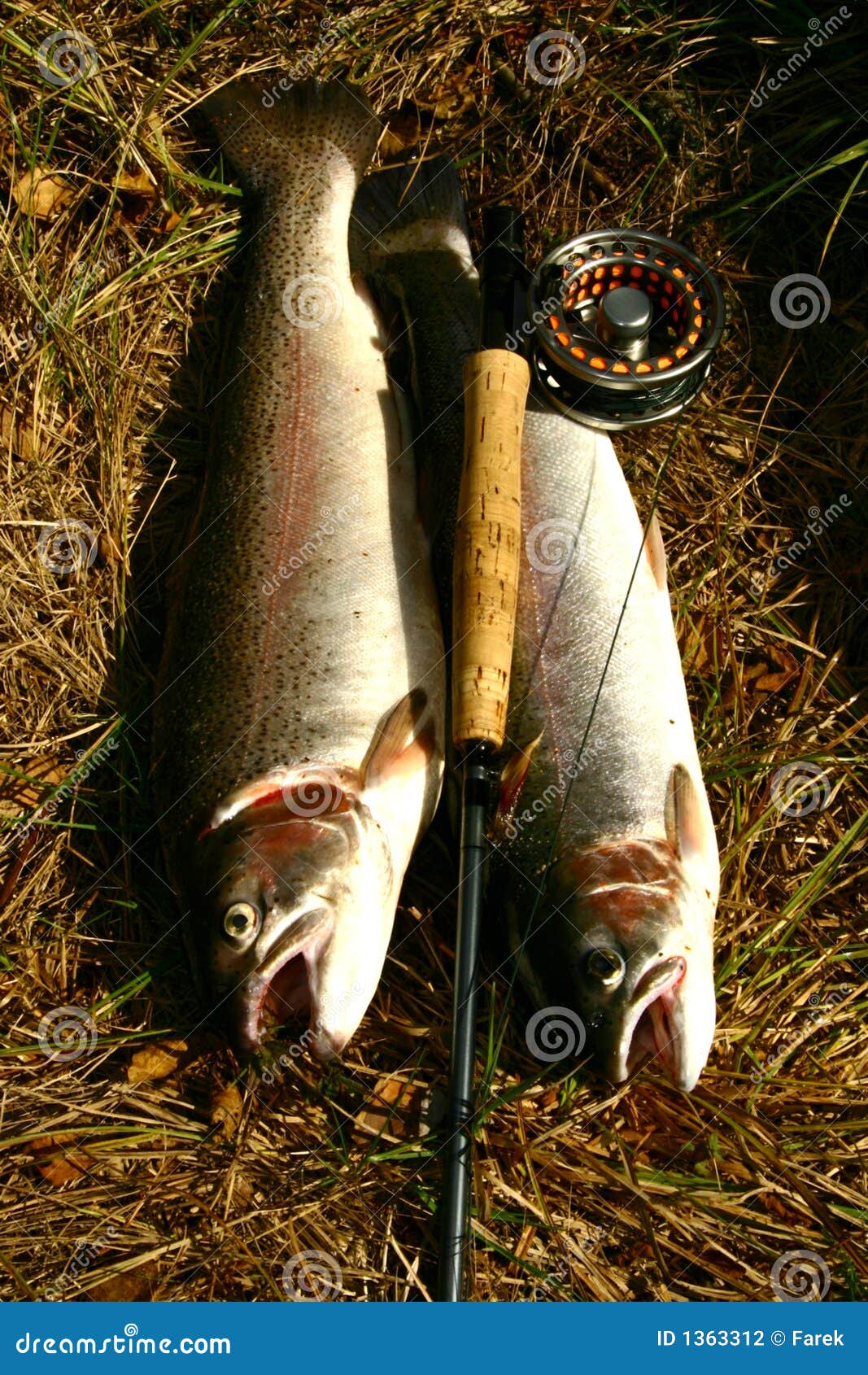 1,022 Rainbow Trout Hook Stock Photos - Free & Royalty-Free Stock Photos  from Dreamstime