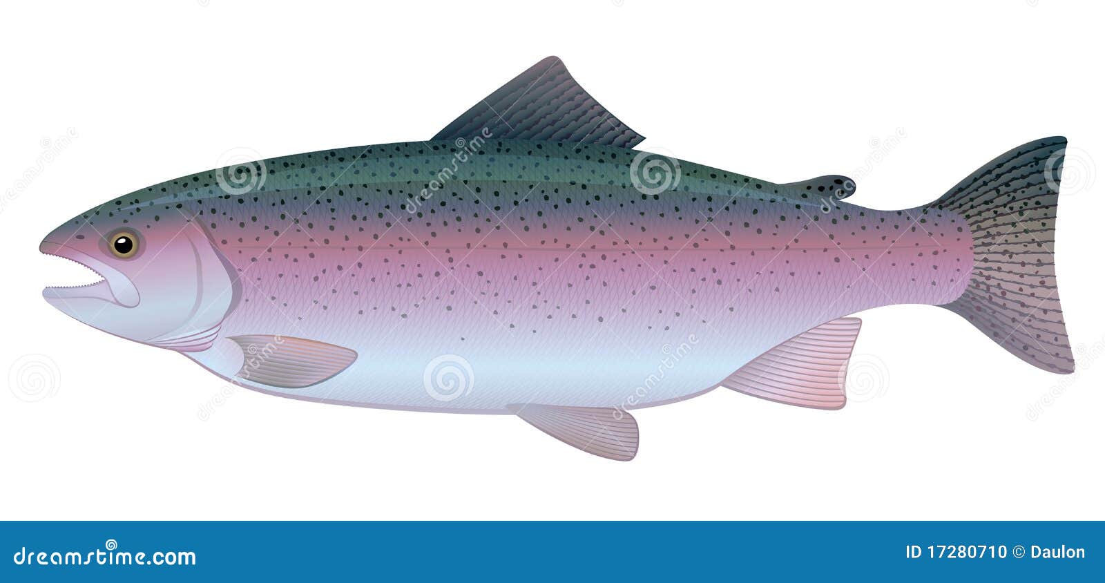Download Rainbow Trout stock vector. Illustration of lake, fishing ...