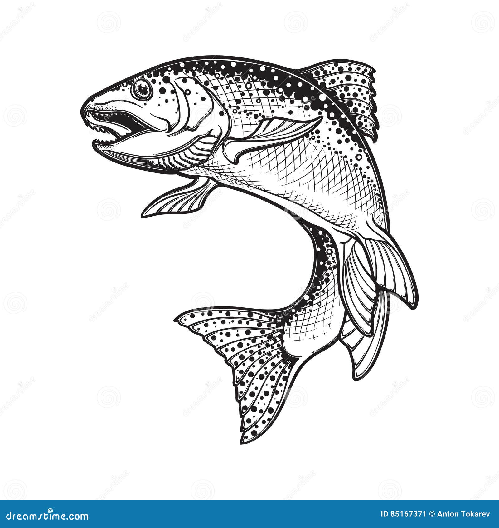 Rainbow Trout Black and White Sketch Stock Vector - Illustration