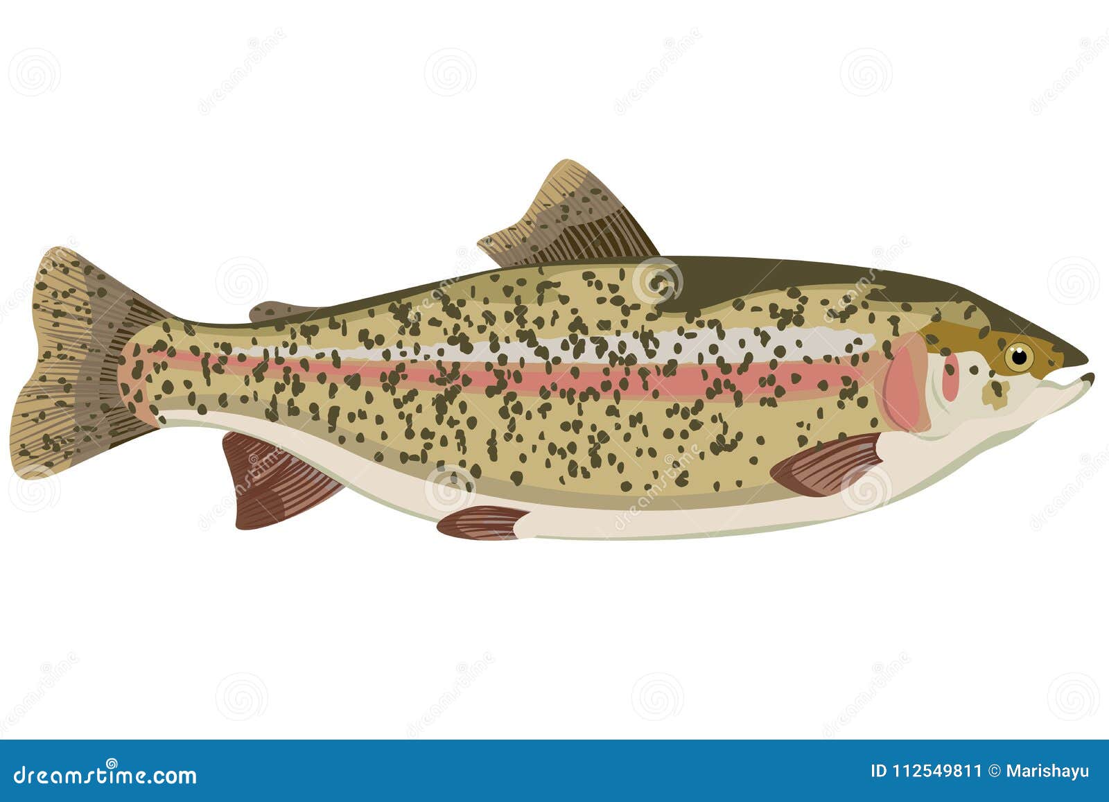 Rainbow trout carton stock vector. Illustration of ichthyology 112549811