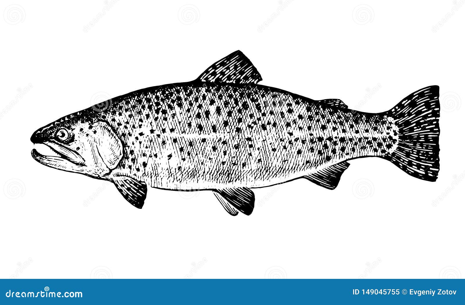 Rainbow Trout, Fish. Fisherman`s Trophy. Fish Zoology Stock Vector -  Illustration of marine, healthy: 149045755