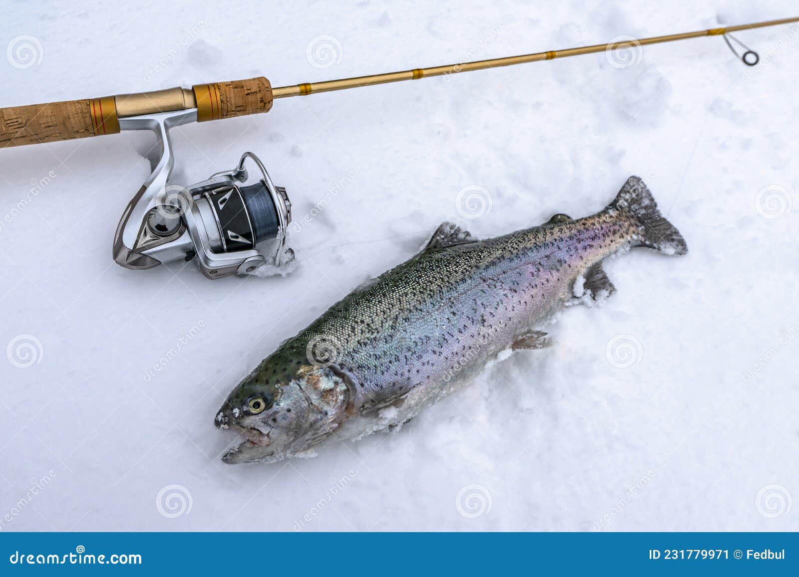 Rainbow Trout Fish and Spinning Rod on Snow. Winter Trout Fishing