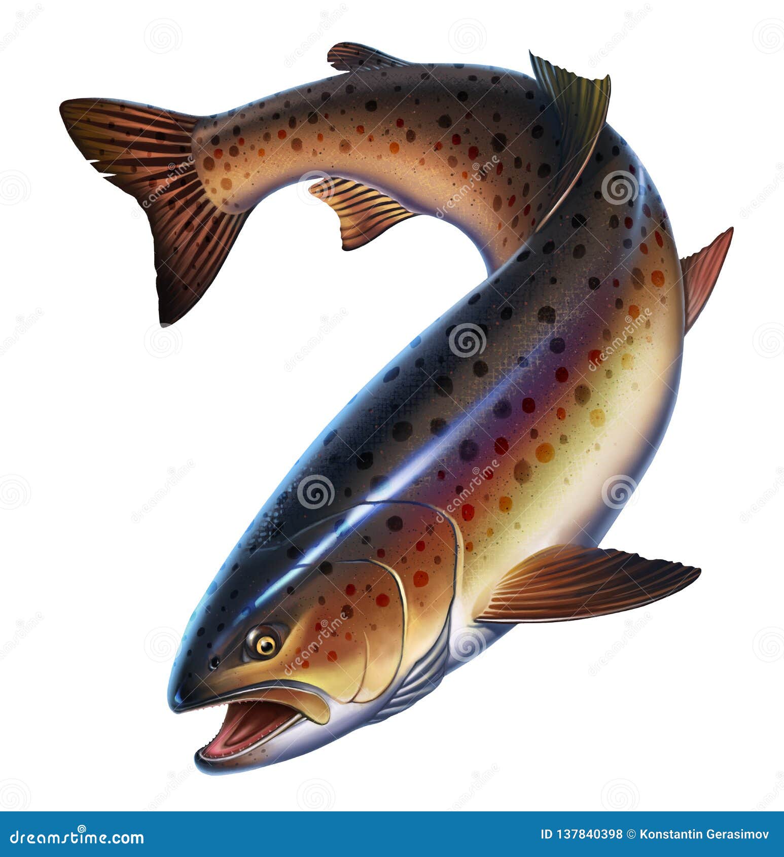 Rainbow Trout Fish on White Background. Stock Illustration