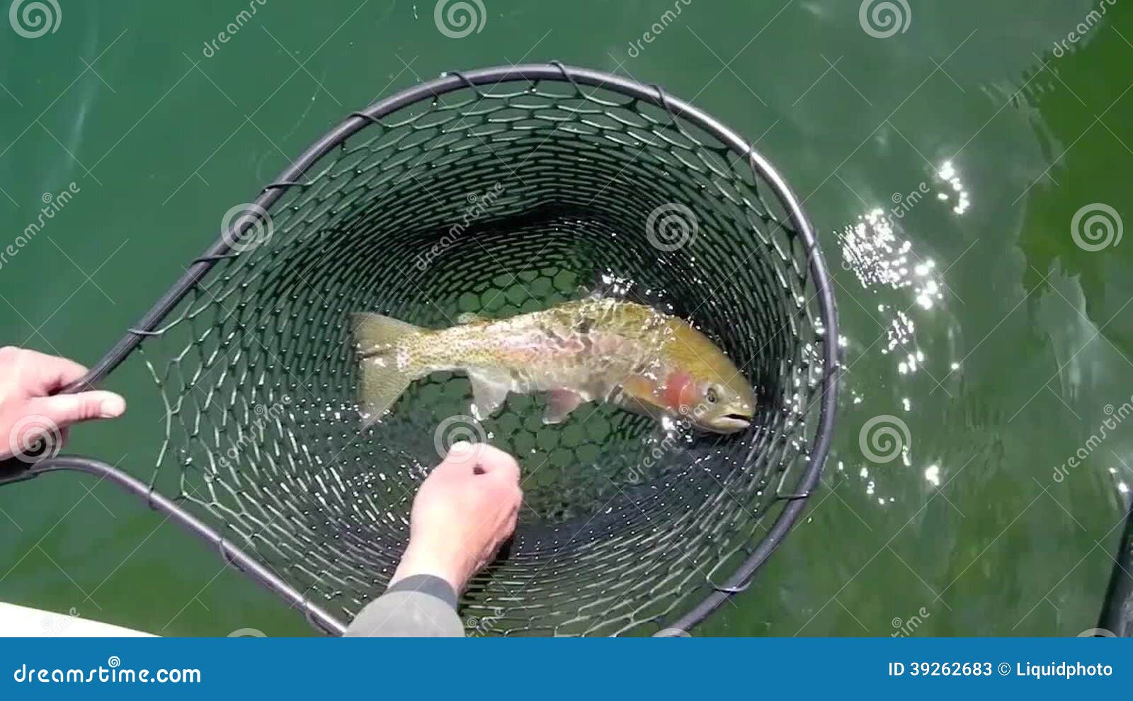 Rainbow Trout in Fishing Net Stock Video - Video of fish, river: 39262683