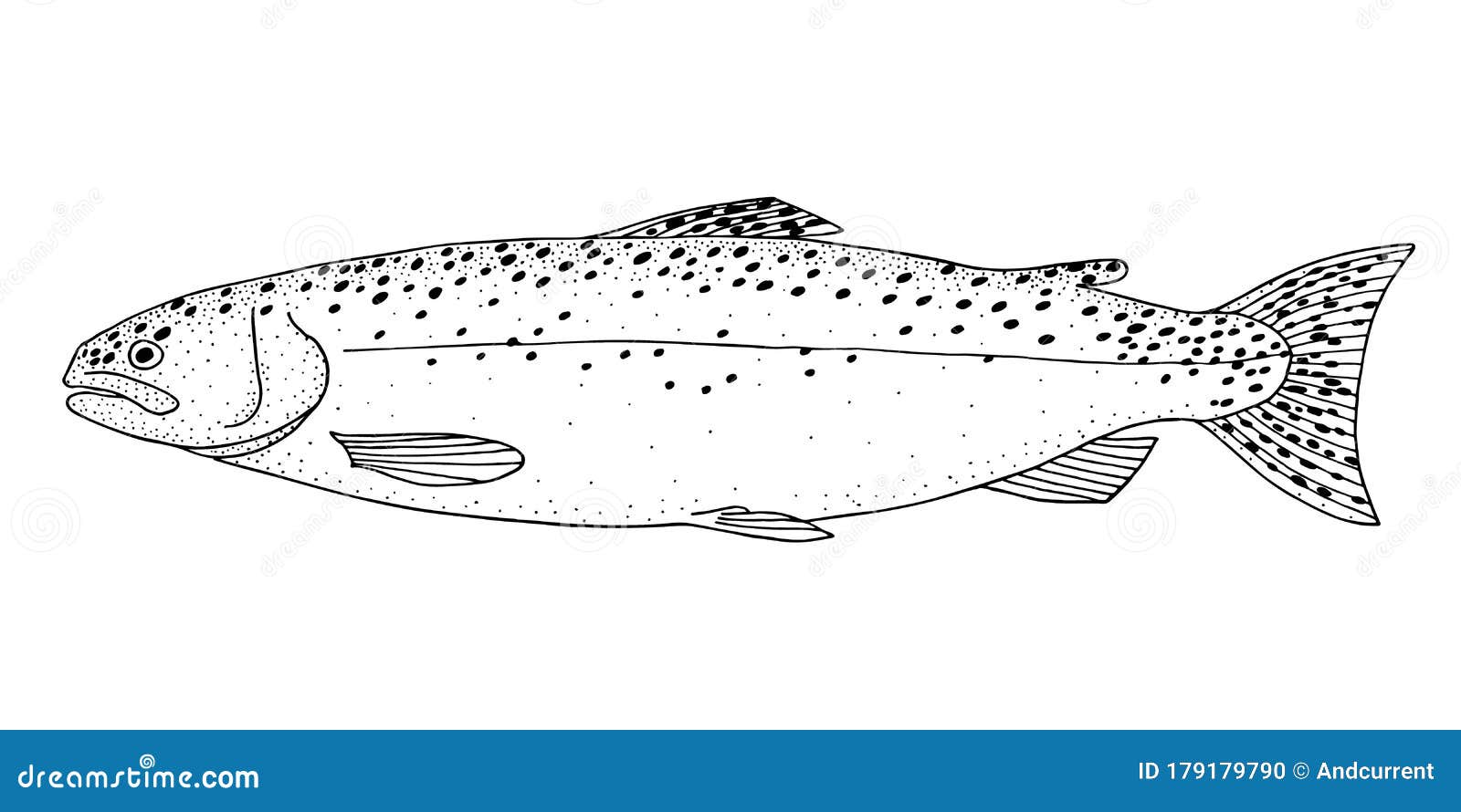 Rainbow Trout. Hand Drawn Realistic Black Line Illustration. Stock