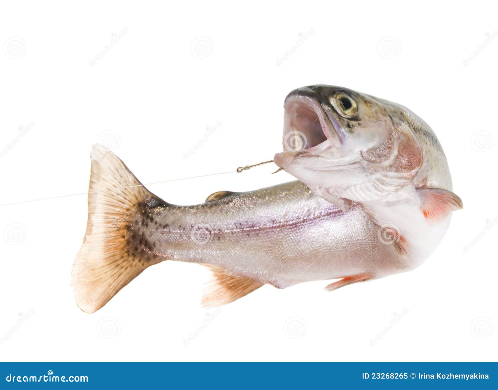 1,022 Rainbow Trout Hook Stock Photos - Free & Royalty-Free Stock Photos  from Dreamstime