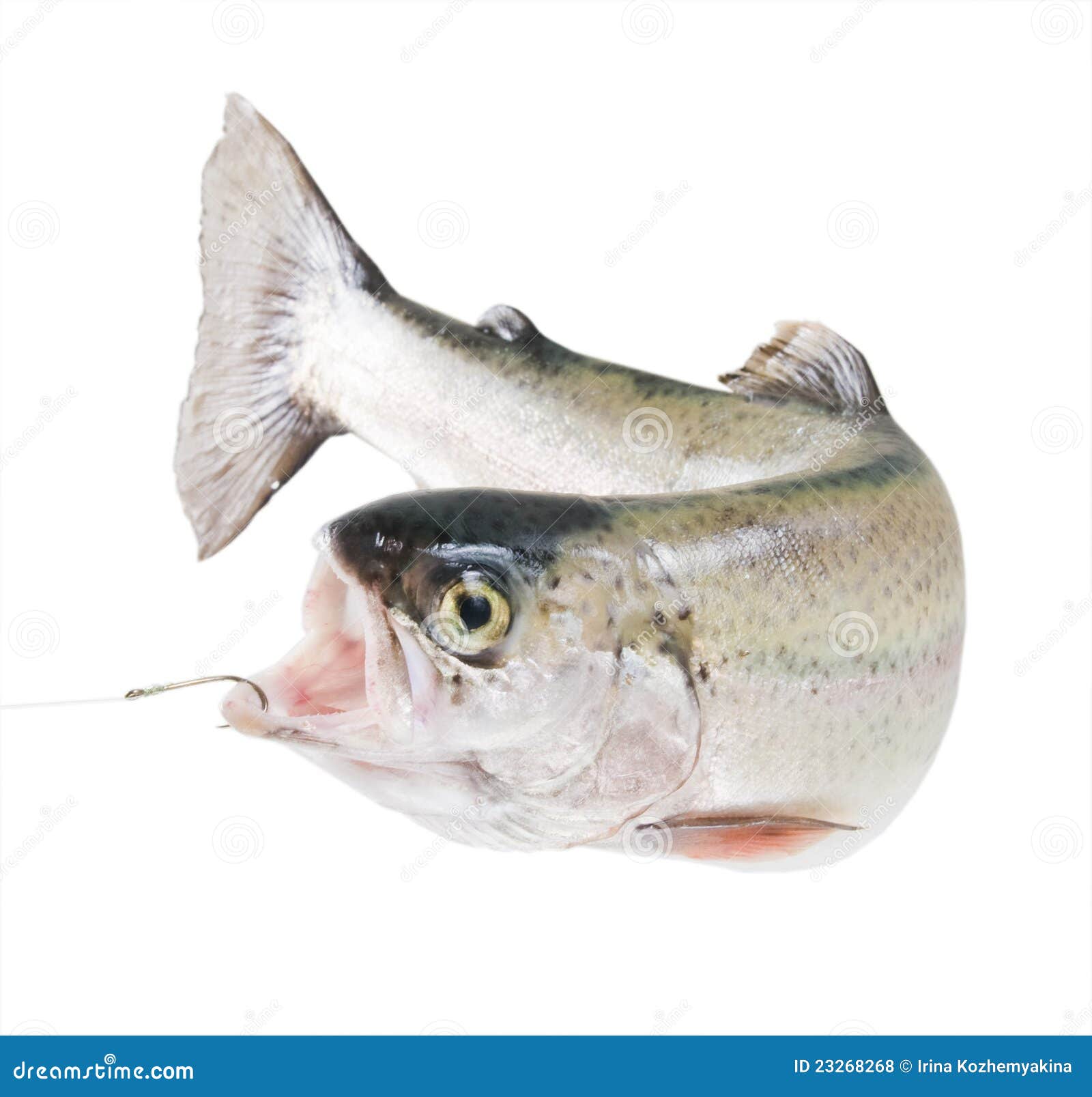 Rainbow trout on a hook stock photo. Image of rainbow 23268268