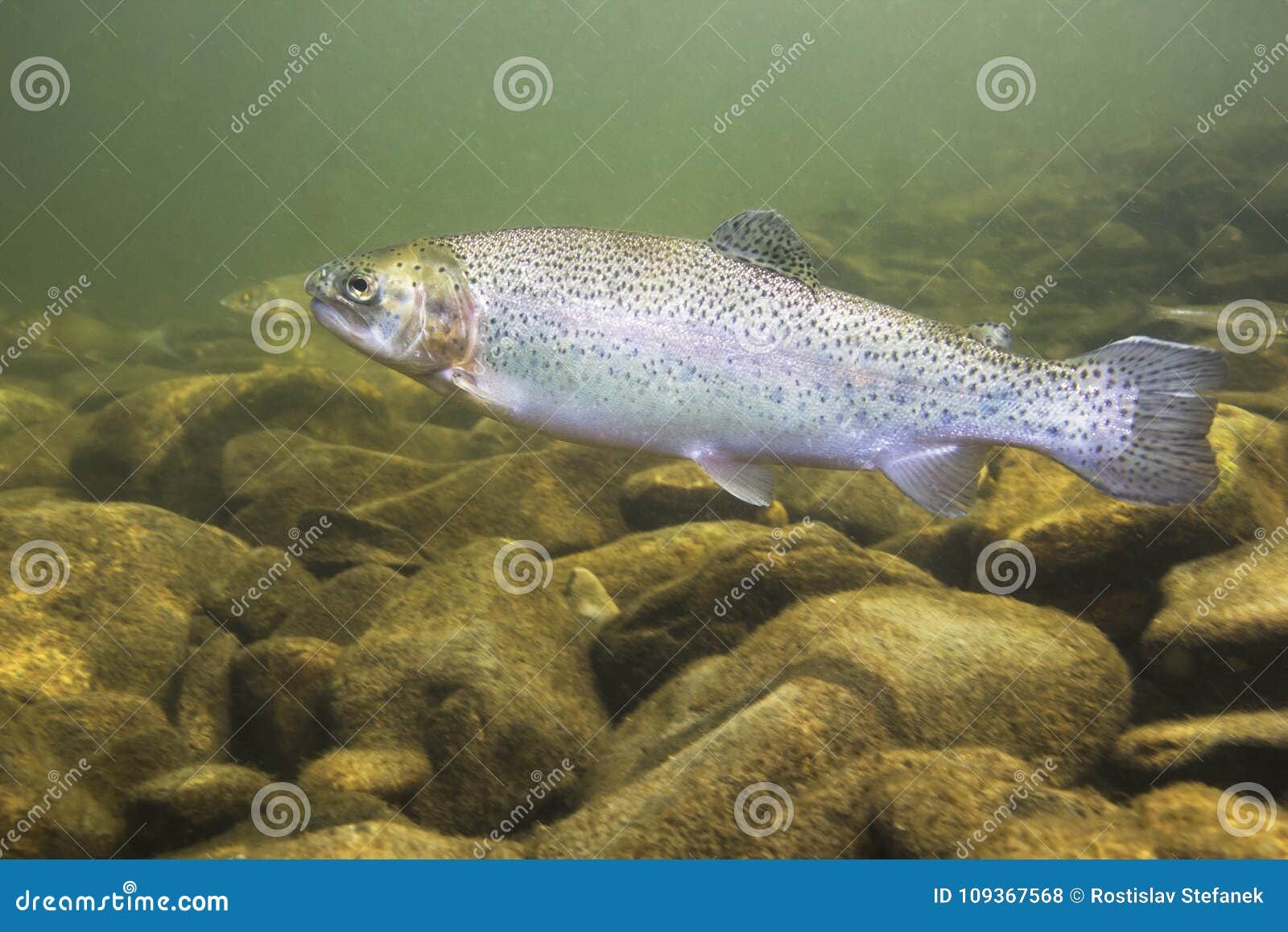 Rainbow Trout Oncorhynchus Mykiss Close-up Stock Photo - Image of