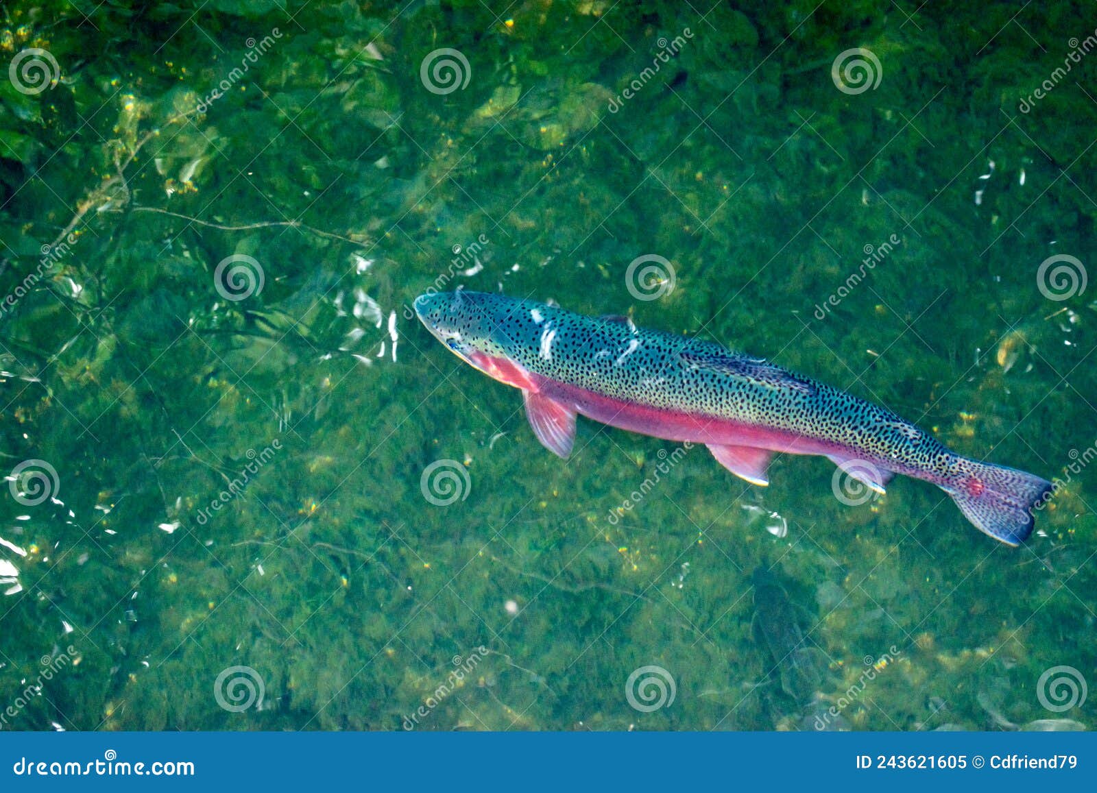 Rainbow Trout Swimming in Clear Waters Stock Image - Image of outdoors,  hobby: 243621605
