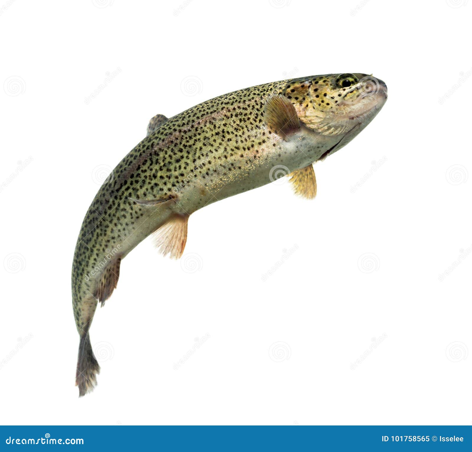 Rainbow Trout Swimming, Isolated Stock Image - Image of white