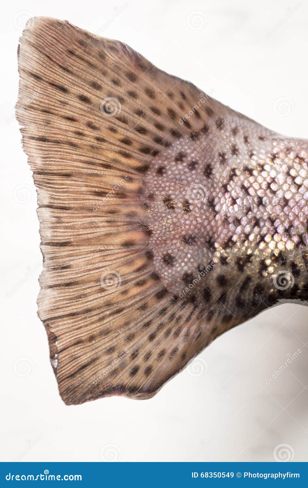 Rainbow Trout Tail, Close Up Stock Image - Image of golden, pink: 68350549