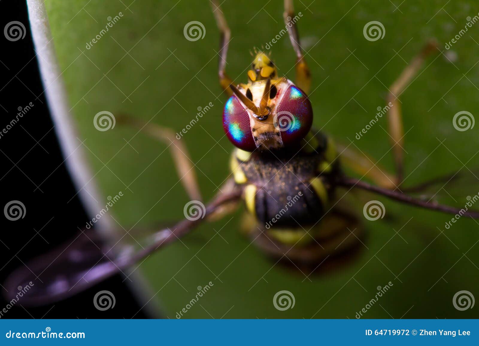 Rainbow wasp stock photo. Image of morning, wasp, purple - 64719972