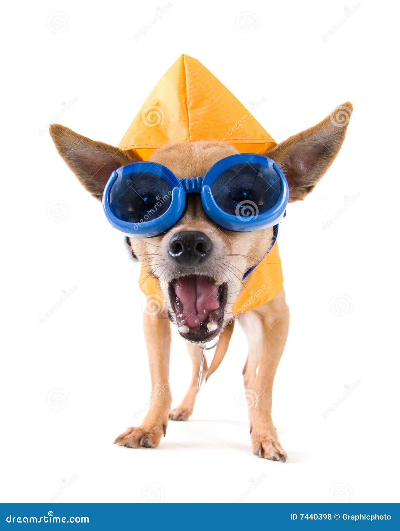 Raincoat and goggles stock photo. Image of puppy, animal 7440398