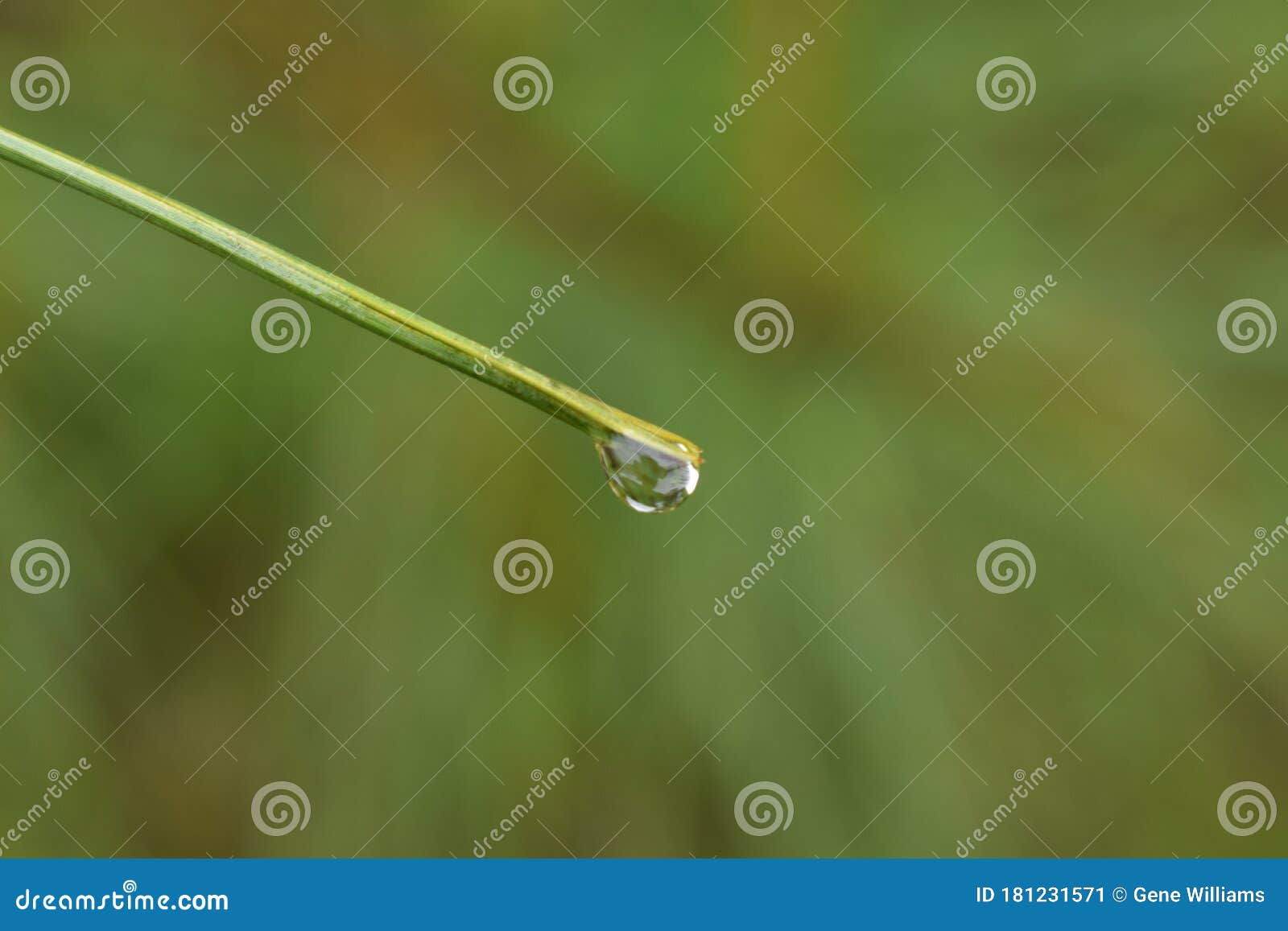 Raindrop Falling from Pine Needle Stock Image Image of water
