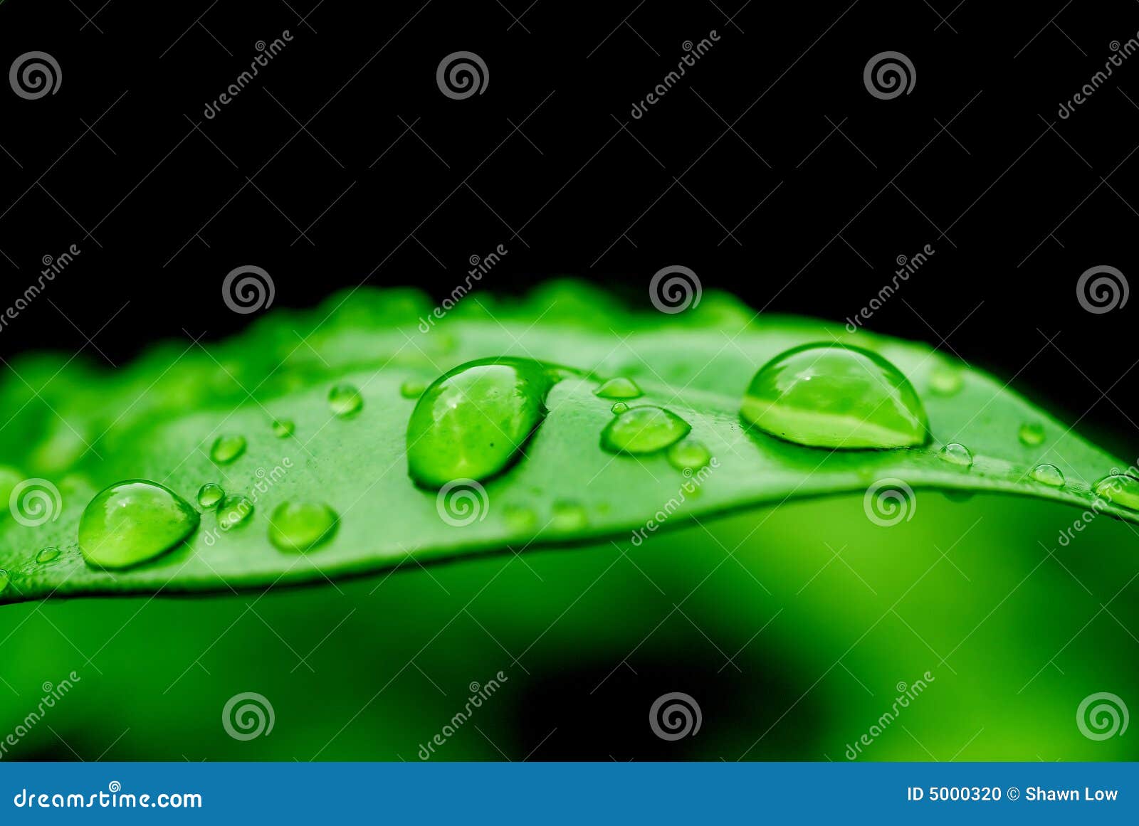 raindrops on a leaf