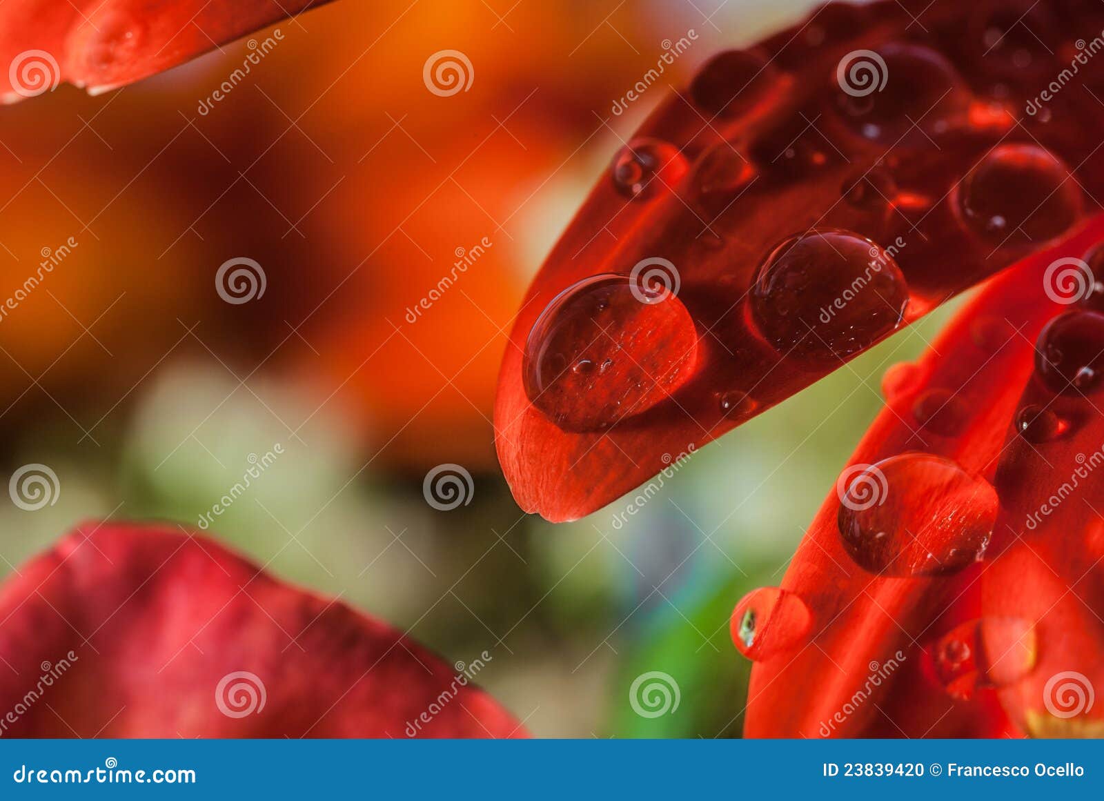 Raindrops On Red Flower Stock Photo Image Of Backdrop 23839420