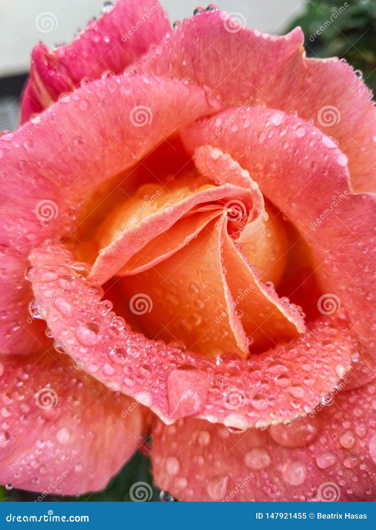 raindrops at the roses are amazing