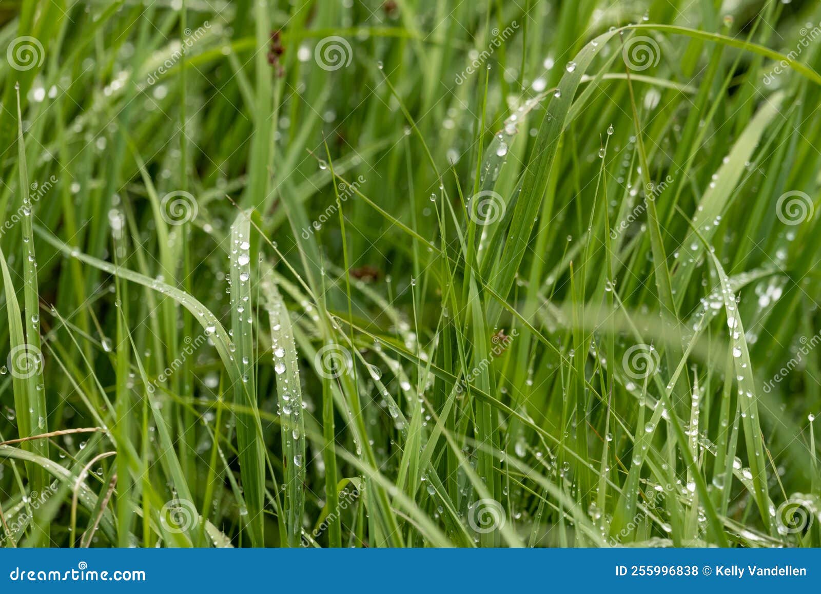 Raindrops on Thick Grass in Yellowstone Stock Photo - Image of wyoming ...